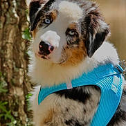 Milo a rejoint le concours — aidez-le/la à gagner de superbes lots ! puppy, dog, australian_shepherd, blue_eyes, fluffy, merle_coat, tricolor, harness, portrait, close_up, outdoor, nature, tree, greenery, woodland, sitting, head_tilt, pet, animal, adorable