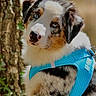 puppy, dog, australian_shepherd, blue_eyes, fluffy, merle_coat, tricolor, harness, portrait, close_up, outdoor, nature, tree, greenery, woodland, sitting, head_tilt, pet, animal, adorable