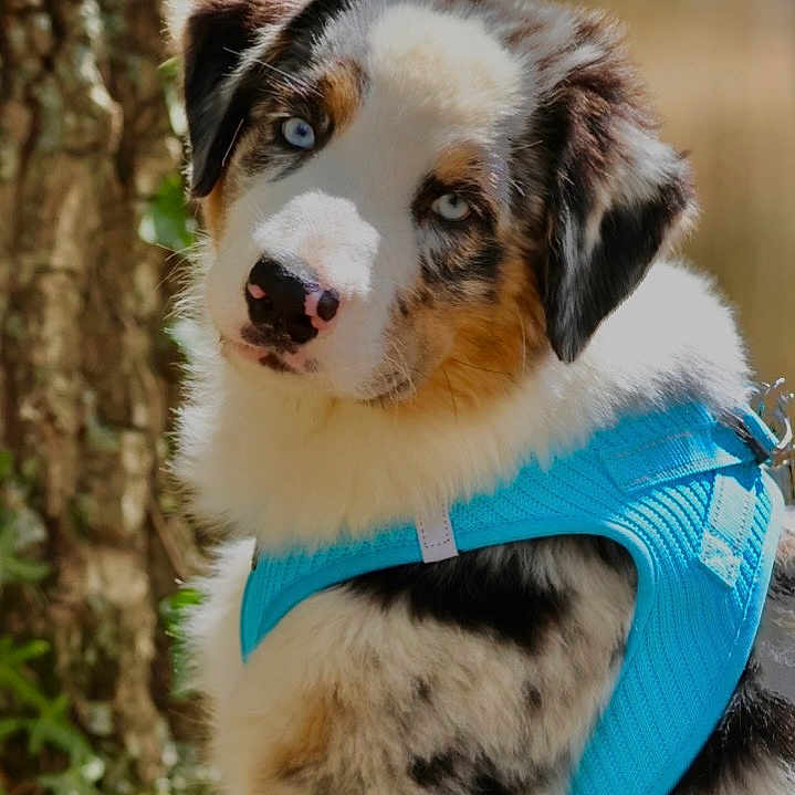 Milo