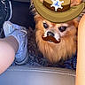 Scooby a rejoint le concours — aidez-le/la à gagner de superbes lots ! accessories, animal, canine, clothing, couch, cowboyhat, dog, face, footwear, furniture, hat, head, person, pet, photography, portrait, puppy, shoe, sneaker, sunglasses