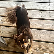 Pimckie a rejoint le concours — aidez-le/la à gagner de superbes lots ! animal, architecture, building, canine, chihuahua, cockerspaniel, deck, dog, hardwood, hound, house, housing, husky, indoors, interiordesign, papillon, pet, porch, puppy, wood