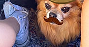 Pimckie a rejoint le concours — aidez-le/la à gagner de superbes lots ! accessories, animal, canine, clothing, couch, cowboyhat, dog, face, footwear, furniture, hat, head, person, pet, photography, portrait, puppy, shoe, sneaker, sunglasses