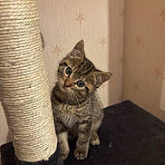 Chanel a rejoint le concours — aidez-le/la à gagner de superbes lots ! abyssinian, animal, cat, hardwood, kitten, manx, pet, plywood, siamese, wood