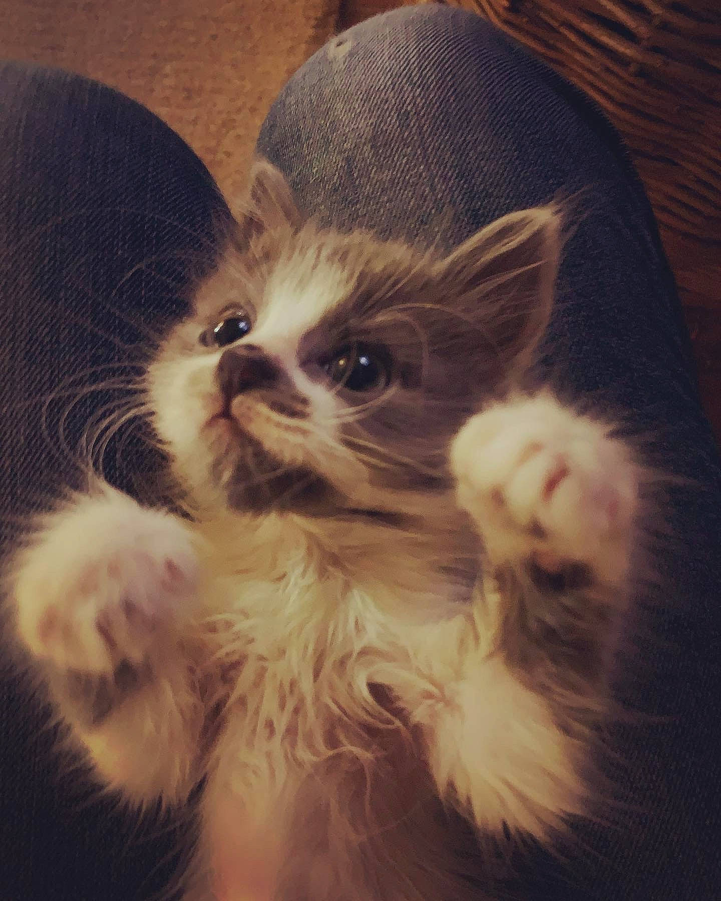 George is registered to the contest to win money with this photo: canidae, carnivore, cat, claw, cloud, comfort, companion_dog, dog_breed, fashion_accessory, fawn, felidae, fur, gesture, paw, plant, small_to_medium_sized_cats, snout, tail, terrestrial_animal, whiskers