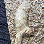 Arrow participe au concours pour gagner de l'argent avec cette photo : cat, white_cat, fluffy, sleeping, stretched_out, bed, bedspread, patterned_bedspread, indoor, cozy, relaxed, pet, feline, animal, cute, domestic_cat, resting, soft, whiskers, pink_nose
