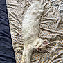 cat, white_cat, fluffy, sleeping, stretched_out, bed, bedspread, patterned_bedspread, indoor, cozy, relaxed, pet, feline, animal, cute, domestic_cat, resting, soft, whiskers, pink_nose