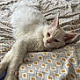 Arrow a rejoint le concours — aidez-le/la à gagner de superbes lots ! cat, white_cat, fluffy, bed, bedding, patterned_bedspread, relaxed, stretching, indoor, pet, fur, cute, mammal, animal, whiskers, ears, paws, sleepy, cozy, resting