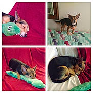 Popeye joined the competition — help win amazing prizes! dog, small_dog, sleeping, plush_toy, green_toy, red_blanket, quilt, patchwork, indoor, pet, resting, curled_up, alert, collage, four_photos, brown_dog, black_dog, fur, ears, cute