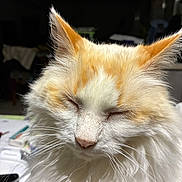Jeff participe au concours pour gagner de l'argent avec cette photo : cat, fluffy, white, orange, closed_eyes, indoor, pet, fur, whiskers, close_up, domestic_animal, relaxed, mammal, cute, animal, portrait, feline, soft_light, calm, sleepy