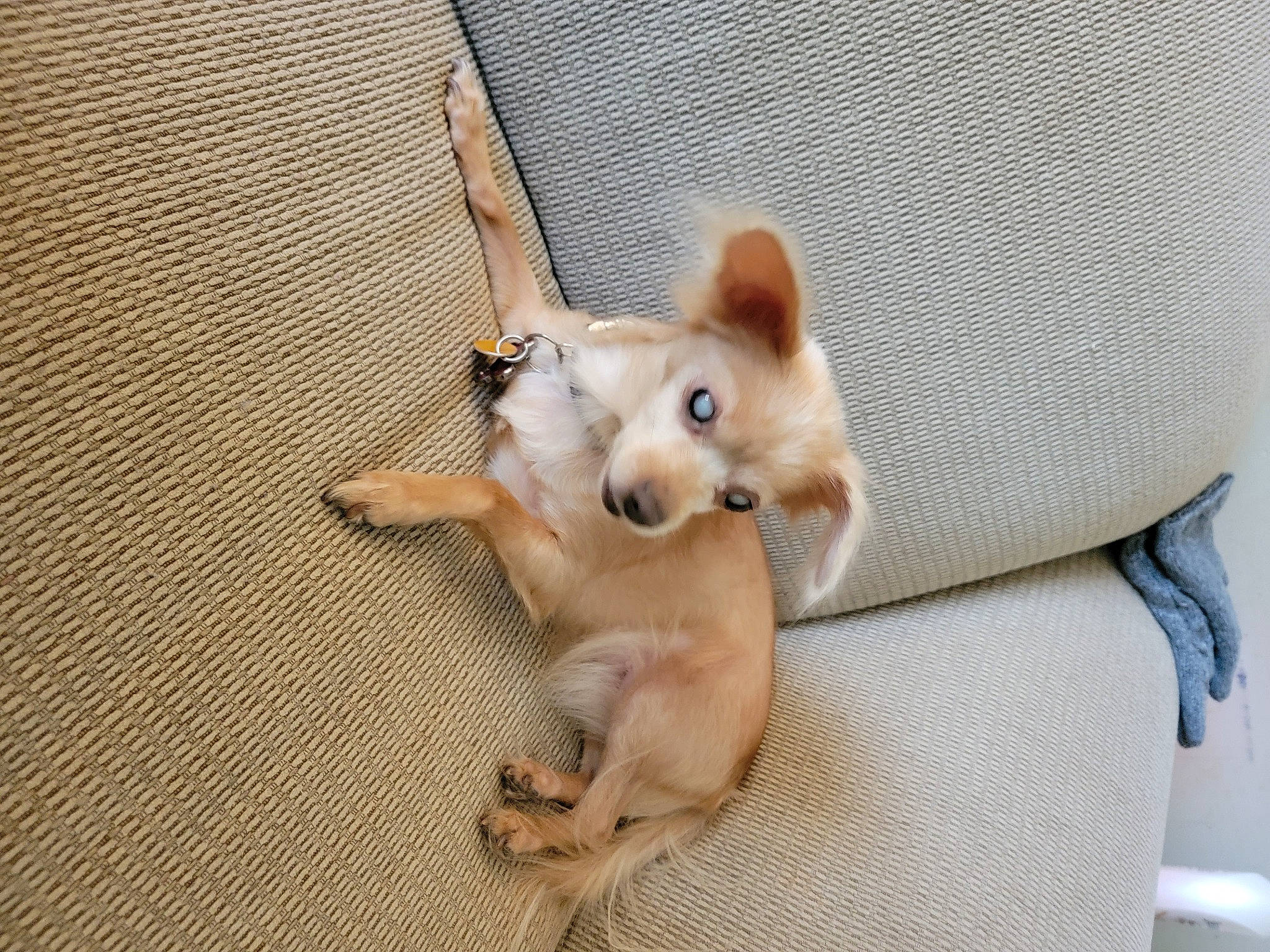 Princess is registered to the contest to win money with this photo: ancient_dog_breeds, canis, carnivore, chihuahua, companion_dog, corgi_chihuahua, dog, dog_breed, dog_supply, fawn, paw, spitz, tail, terrestrial_animal, toy_dog, wood, working_animal