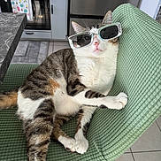 Poupoun a rejoint le concours — aidez-le/la à gagner de superbes lots ! cat, sunglasses, chair, kitchen, indoors, pet, animal,  lounging, green_chair, white_fur, tabby, relaxed, portrait, funny, fashion, accessory, tile_floor, furniture, home, photography