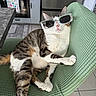  lounging, accessory, animal, cat, chair, fashion, funny, furniture, green_chair, home, indoors, kitchen, pet, photography, portrait, relaxed, sunglasses, tabby, tile_floor, white_fur