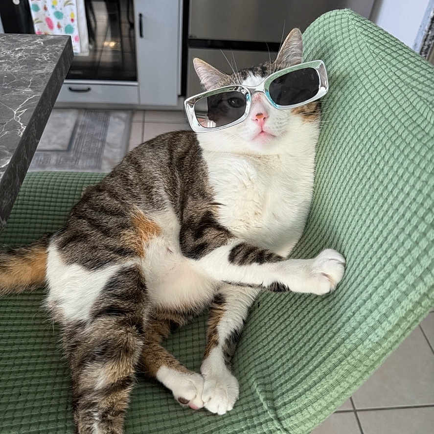 Poupoun a rejoint le concours — aidez-le/la à gagner de superbes lots ! cat, sunglasses, chair, kitchen, indoors, pet, animal,  lounging, green_chair, white_fur, tabby, relaxed, portrait, funny, fashion, accessory, tile_floor, furniture, home, photography