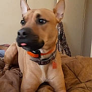 Jensen Castiel is registered to the contest to win money with this photo: dog, tan_dog, collar, orange_collar, pet, animal, indoor, blanket, bed, fur, ears, tongue, lying_down, looking_away, cute, domestic_animal, canine, closeup, companion, household_pet