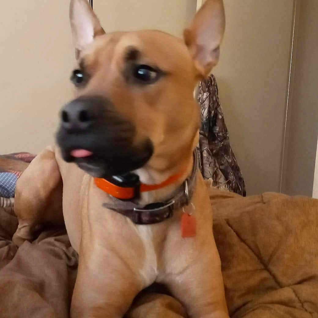 Jensen Castiel is registered to the contest to win money with this photo: dog, tan_dog, collar, orange_collar, pet, animal, indoor, blanket, bed, fur, ears, tongue, lying_down, looking_away, cute, domestic_animal, canine, closeup, companion, household_pet