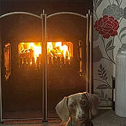 Nylah-Rose joined the competition — help win amazing prizes! dog, dachshund, fireplace, fire, indoor, cozy, pet, carpet, wallpaper, vase, decor, warm, animal, small_dog, curious, sitting, home, lighting, floor, metal_screen