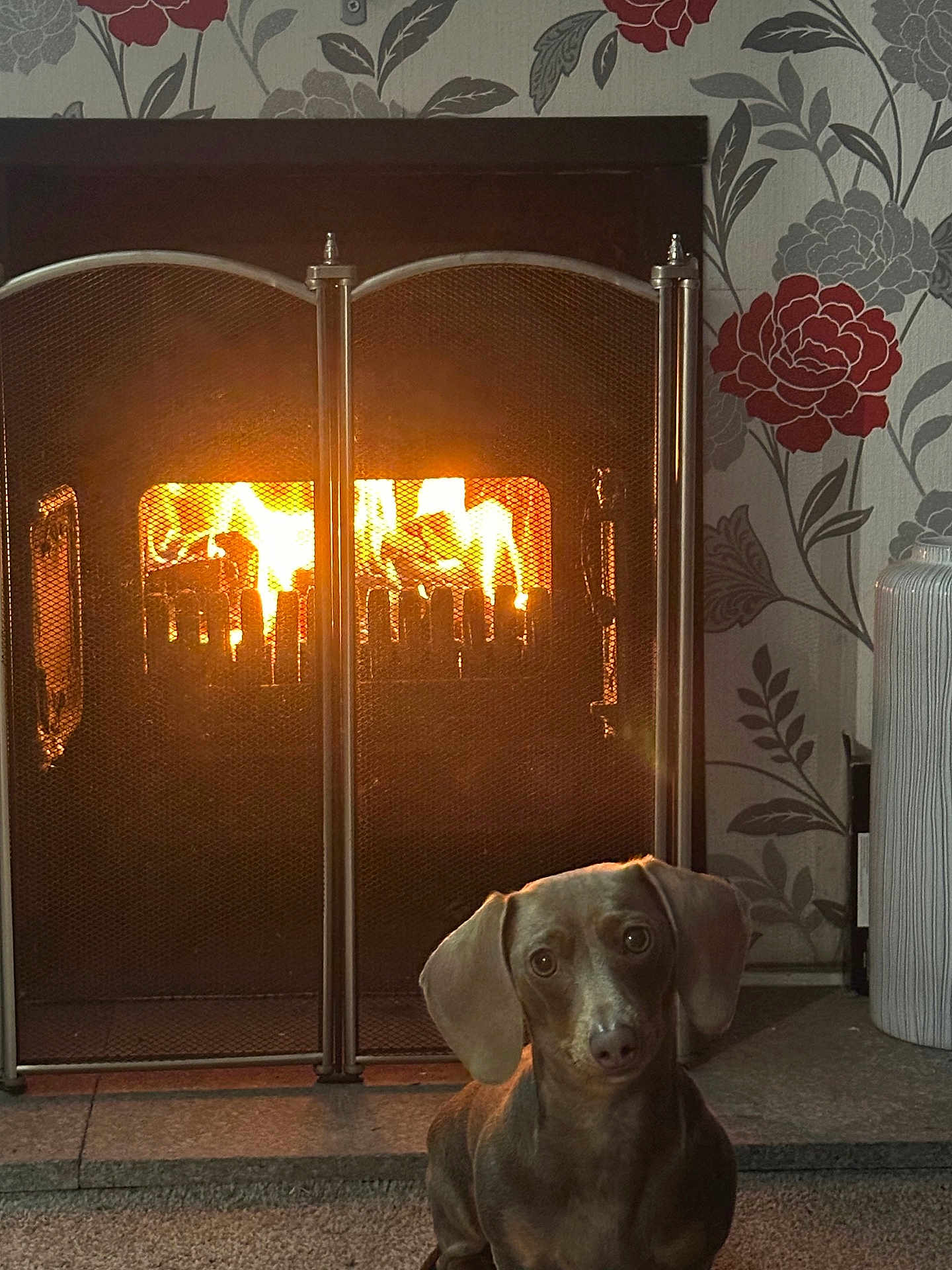 Nylah-Rose joined the competition — help win amazing prizes! dog, dachshund, fireplace, fire, indoor, cozy, pet, carpet, wallpaper, vase, decor, warm, animal, small_dog, curious, sitting, home, lighting, floor, metal_screen