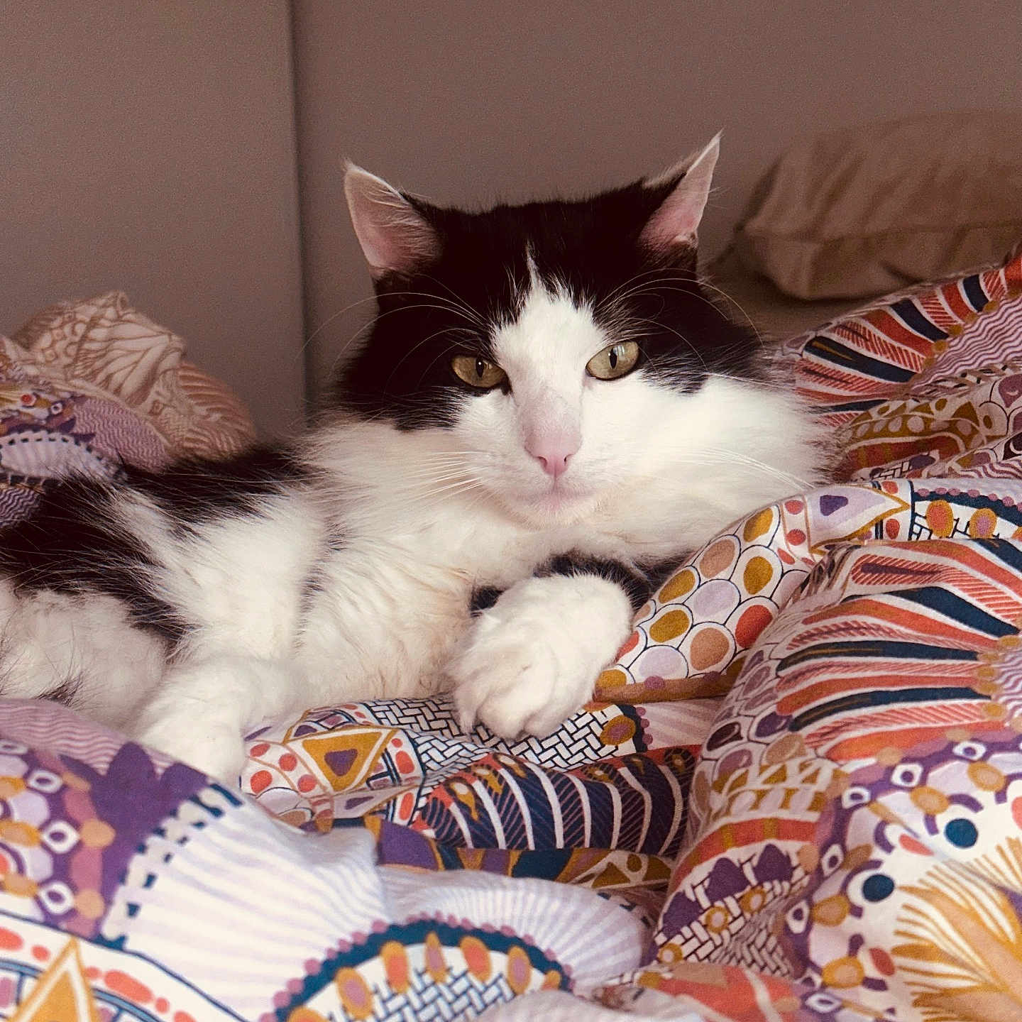Splash