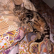 Splash participe au concours pour gagner de l'argent avec cette photo : animal, bed, blanket, cat, closeup, comfort, cozy, cute, domestic_animal, feline, fur, indoor, patterned_blanket, paw, relaxation, resting, sleeping, striped, tabby, tail