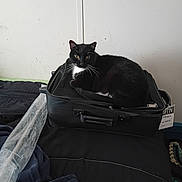 Sox is registered to the contest to win money with this photo: cat, black_cat, suitcase, bed, bedding, indoor, feline, pet, resting, looking_at_camera, whiskers, black_and_white, domestic_cat, fur, animal, curious, household, comfort, soft_light, still_life