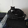 cat, black_cat, suitcase, bed, bedding, indoor, feline, pet, resting, looking_at_camera, whiskers, black_and_white, domestic_cat, fur, animal, curious, household, comfort, soft_light, still_life