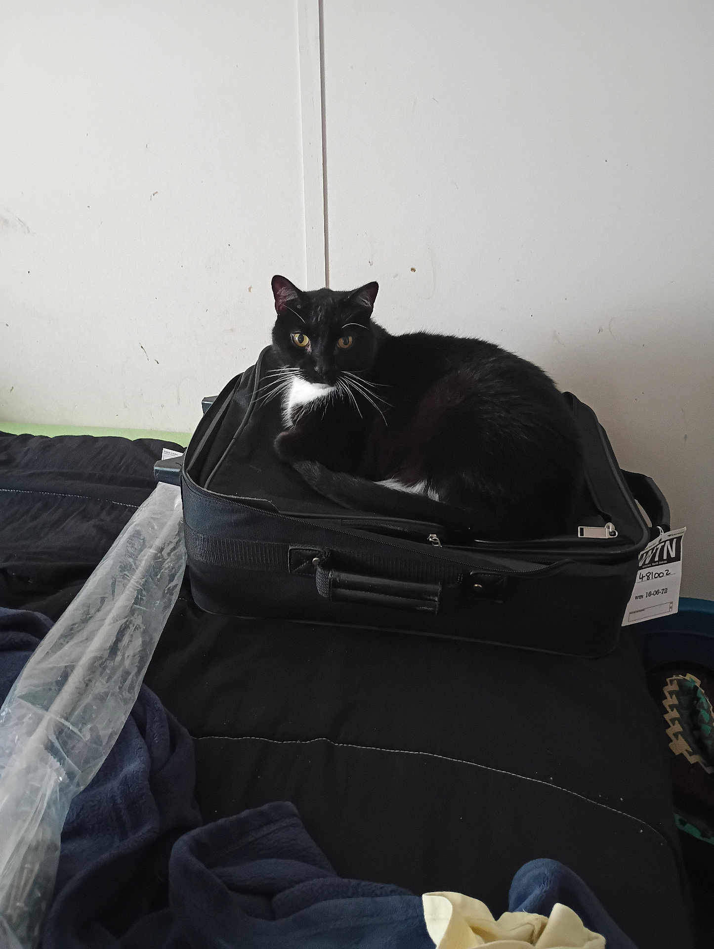 Sox is registered to the contest to win money with this photo: cat, black_cat, suitcase, bed, bedding, indoor, feline, pet, resting, looking_at_camera, whiskers, black_and_white, domestic_cat, fur, animal, curious, household, comfort, soft_light, still_life