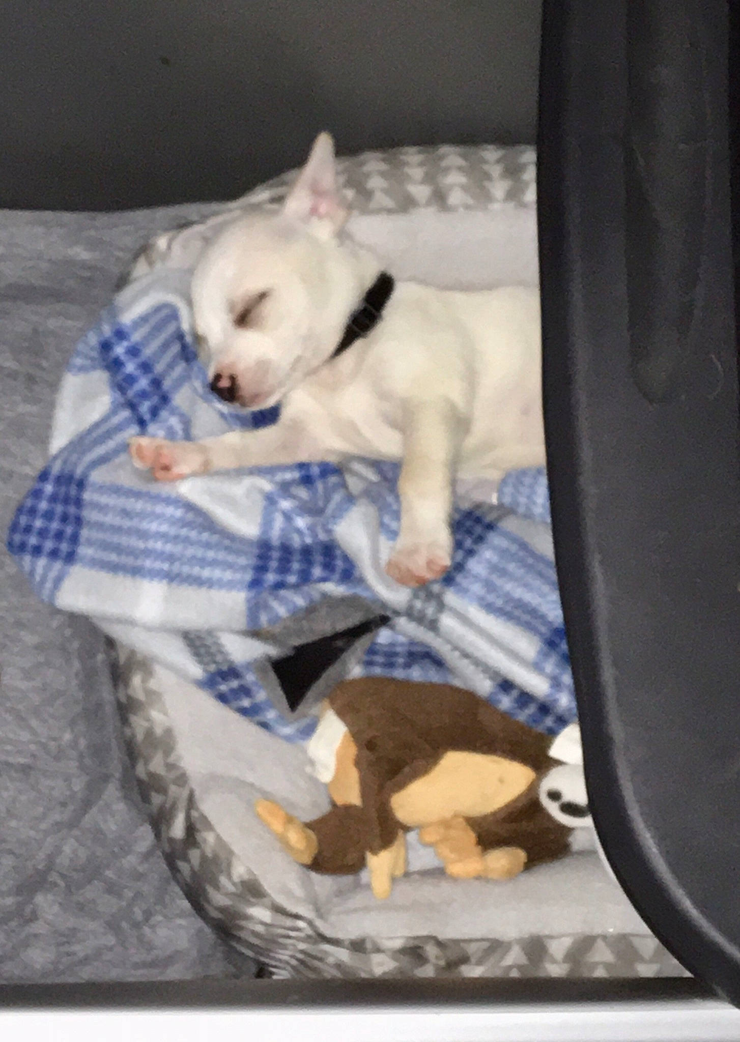 Bean is registered to the contest to win money with this photo: canidae, carnivore, companion_dog, dog, dog_bed, dog_breed, dog_supply, home_accessories, non_sporting_group, pet_supply, pungsan_dog, puppy, sporting_group, toy_dog, working_animal, working_dog