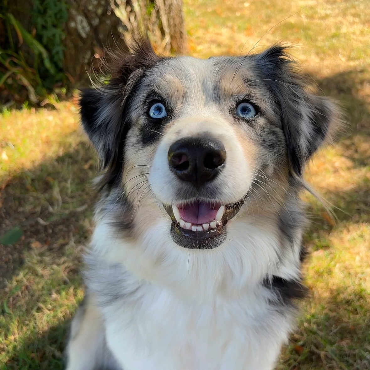 Saya participe au concours pour gagner de l'argent avec cette photo : dog, blue_eyes, smiling, outdoor, grass, tree, canine, pet, fur, happy, nature, animal, muzzle, ears, sitting, sunlight, portrait, friendly, close_up, background_blur