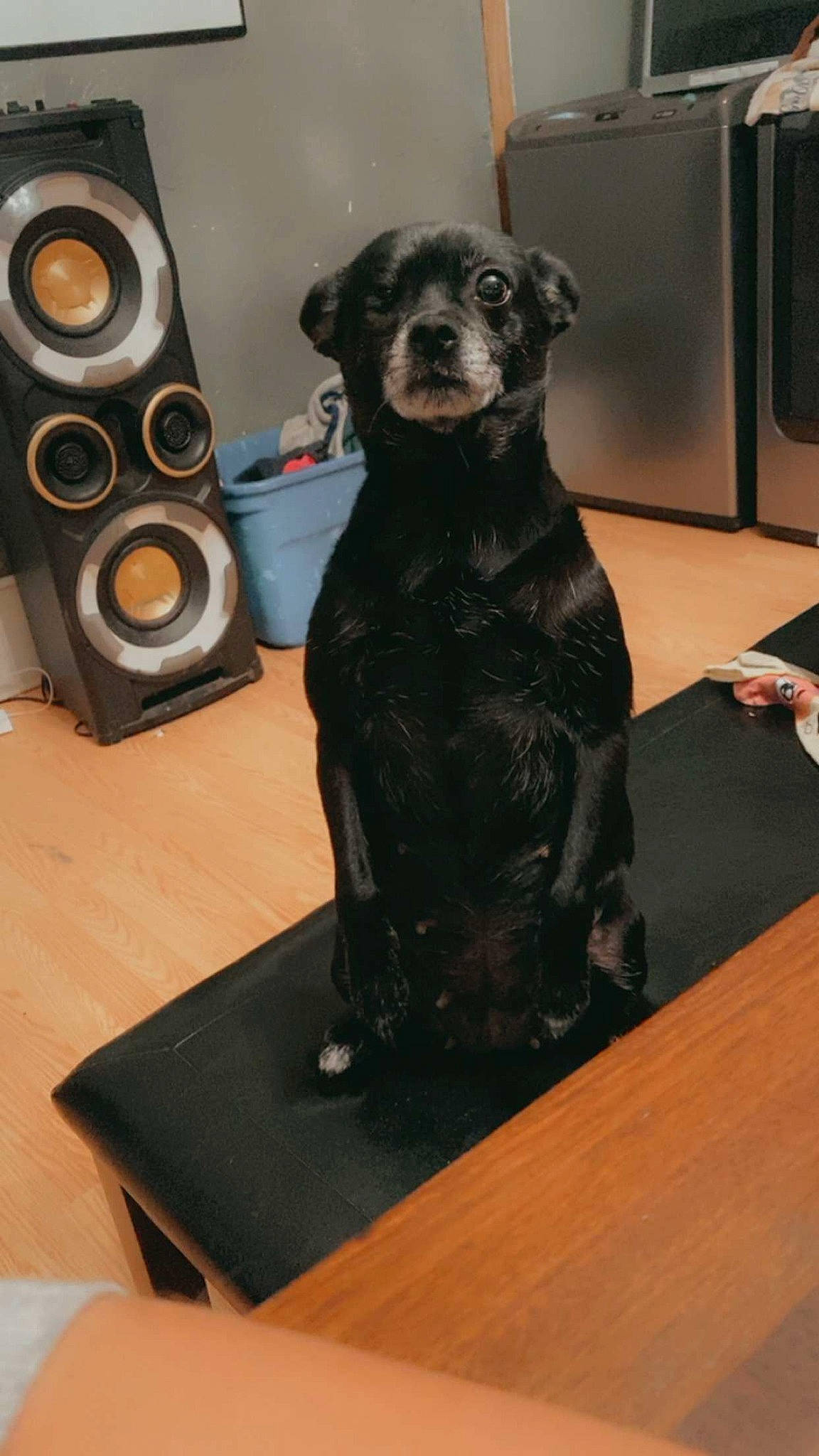 Boo-boo joined the competition — help win amazing prizes! art, artifact, audio_equipment, canidae, carnivore, companion_dog, dog, dog_breed, fur, guard_dog, liver, loudspeaker, snout, sporting_group, studio_monitor, subwoofer, toy_dog, whiskers, wood, working_animal