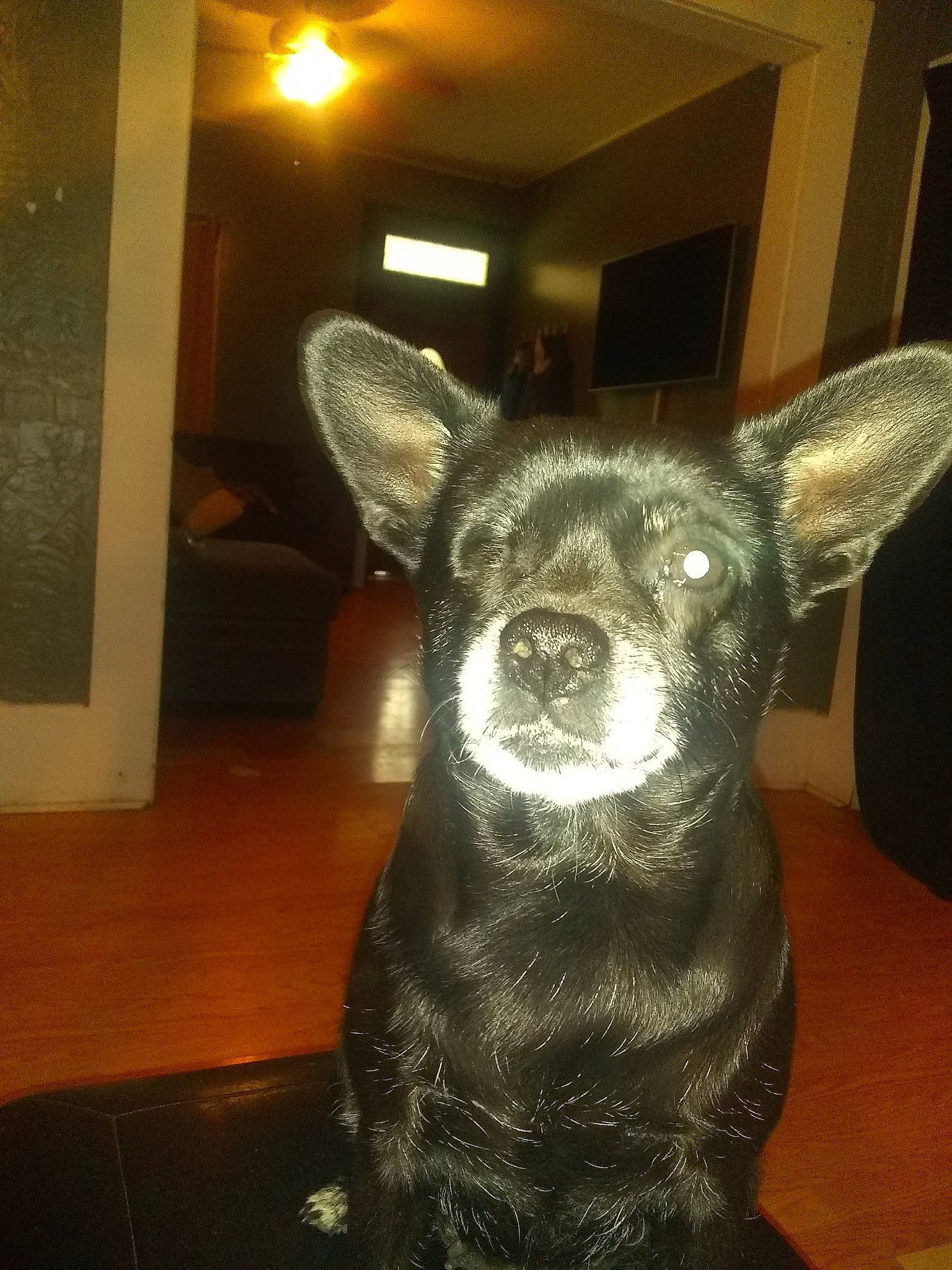 Boo-boo is registered to the contest to win money with this photo: canidae, carnivore, companion_dog, dog, dog_breed, fawn, felidae, flooring, fur, guard_dog, hardwood, non_sporting_group, snout, sporting_group, tail, terrestrial_animal, whiskers, wood, working_animal