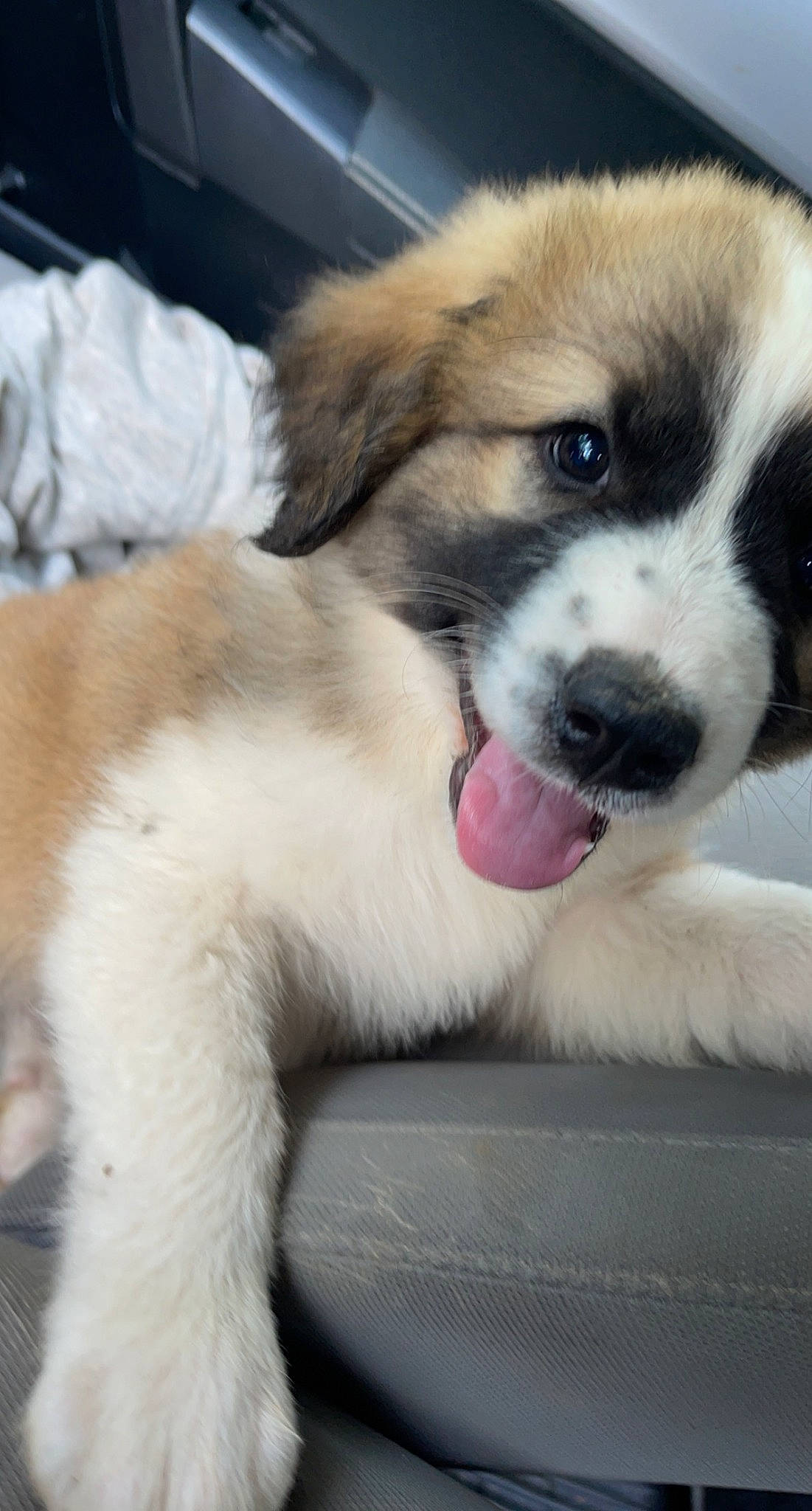 Kookie joined the competition — help win amazing prizes! bored, canidae, carnivore, companion_dog, dog, dog_breed, eye, fawn, foot, fur, moscow_watchdog, paw, puppy, snout, sporting_group, st_bernard, terrestrial_animal, whiskers, working_animal, working_dog