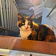 Mia a rejoint le concours — aidez-le/la à gagner de superbes lots ! cat, calico, animal, pet, outdoor, sunlight, golden_hour, feline, ears, whiskers, face, fur, tile, railing, window, sunflare, shadow, background, car, house