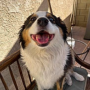 Harley is registered to the contest to win money with this photo: dog, happy, panting, heterochromia, blue_eye, brown_eye, furry, sitting, wooden_chair, cushion, sunlight, shadow, outdoor, pet, animal, tongue, smiling, fur, closeup, face
