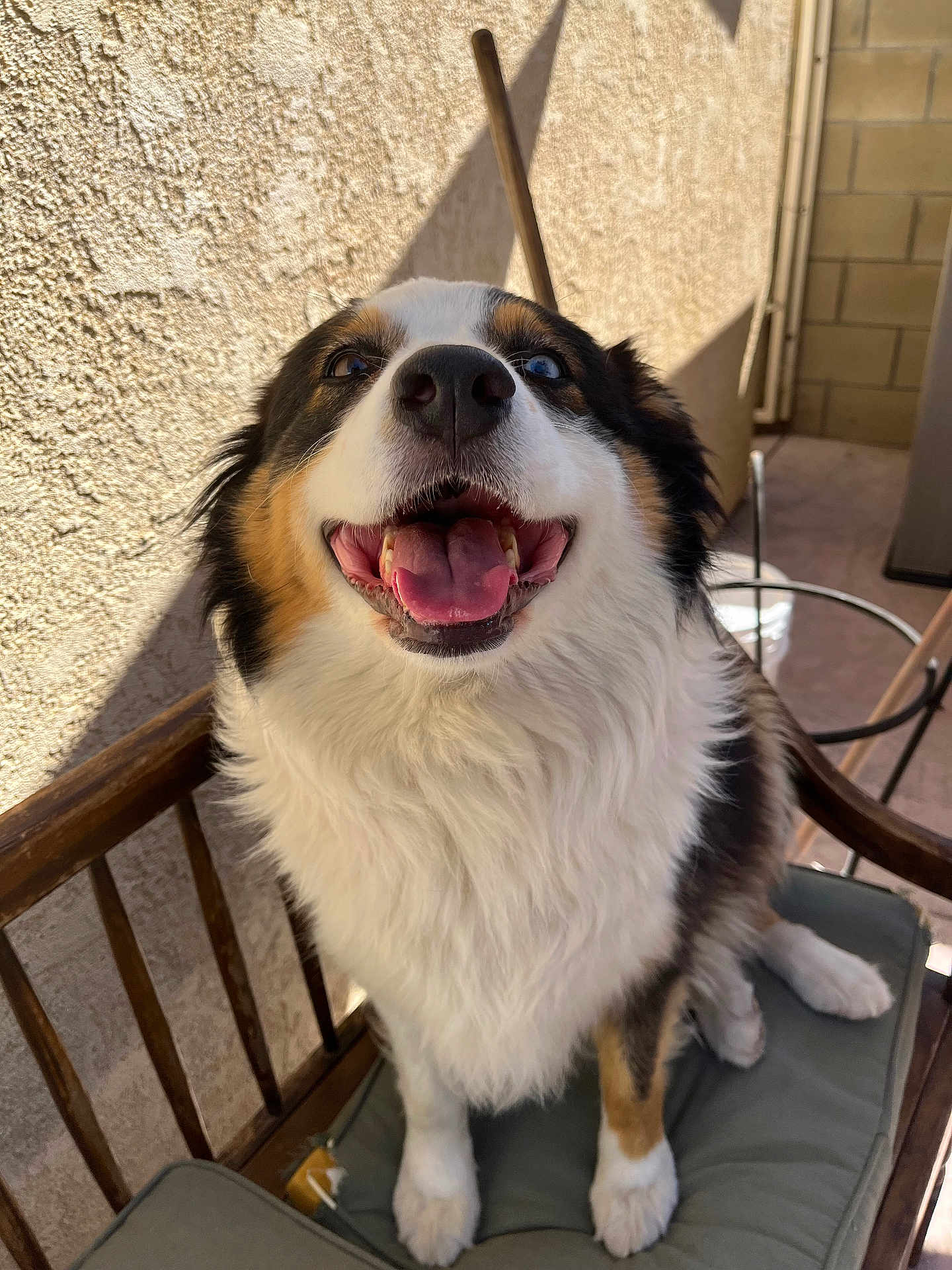 Harley is registered to the contest to win money with this photo: dog, happy, panting, heterochromia, blue_eye, brown_eye, furry, sitting, wooden_chair, cushion, sunlight, shadow, outdoor, pet, animal, tongue, smiling, fur, closeup, face