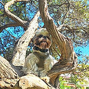 Queenie a rejoint le concours — aidez-le/la à gagner de superbes lots ! dog, tree, branch, outdoor, sky, daylight, pet, animal, nature, fur, harness, park, sunlight, greenery, wood, canine, small_dog, bark, leaves, tongue