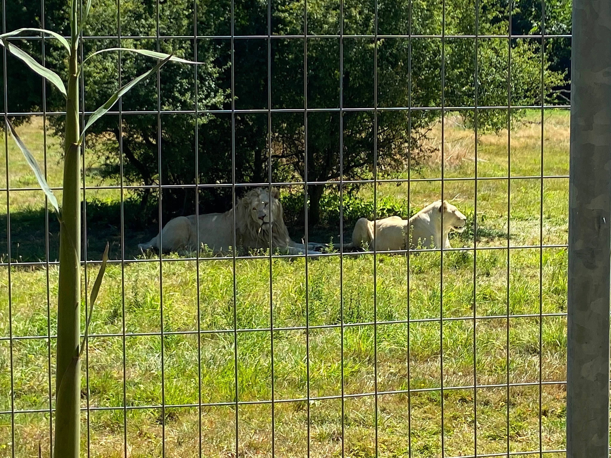 Rajah a rejoint le concours — aidez-le/la à gagner de superbes lots ! cage, chain_link_fencing, dog_breed, fawn, fence, grass, grassland, groundcover, home_fencing, landscape, lawn, mesh, metal, pasture, plant, recreation, terrestrial_animal, tree, wildlife, wire_fencing