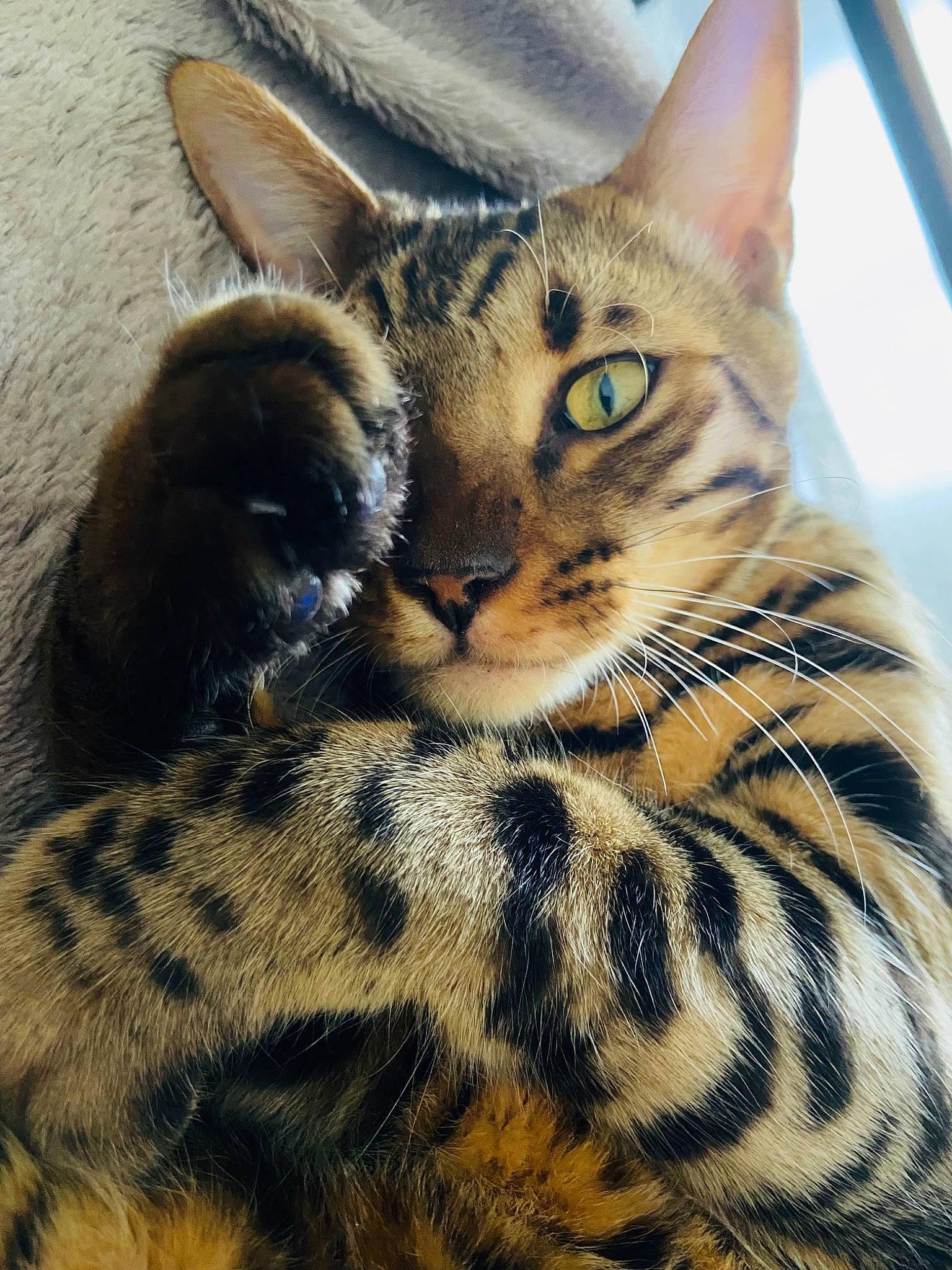 Rajah a rejoint le concours — aidez-le/la à gagner de superbes lots ! bengal, carnivore, cat, claw, domestic_short_haired_cat, eye, fawn, felidae, fur, iris, ocelot, paw, sitting, small_to_medium_sized_cats, snout, tail, terrestrial_animal, whiskers, wildlife