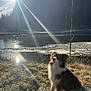 dog, outdoor, river, grass, sunlight, lens_flare, nature, tree, water, frost, animal, pet, sun, reflection, scenery, winter, daylight, mood, landscape, quiet