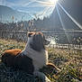 dog, grass, lake, sunlight, mountains, nature, outdoor, animal, furry, relaxing, scenic, sunshine, sky, water, wildlife, daytime, canine, peaceful, landscape, serene