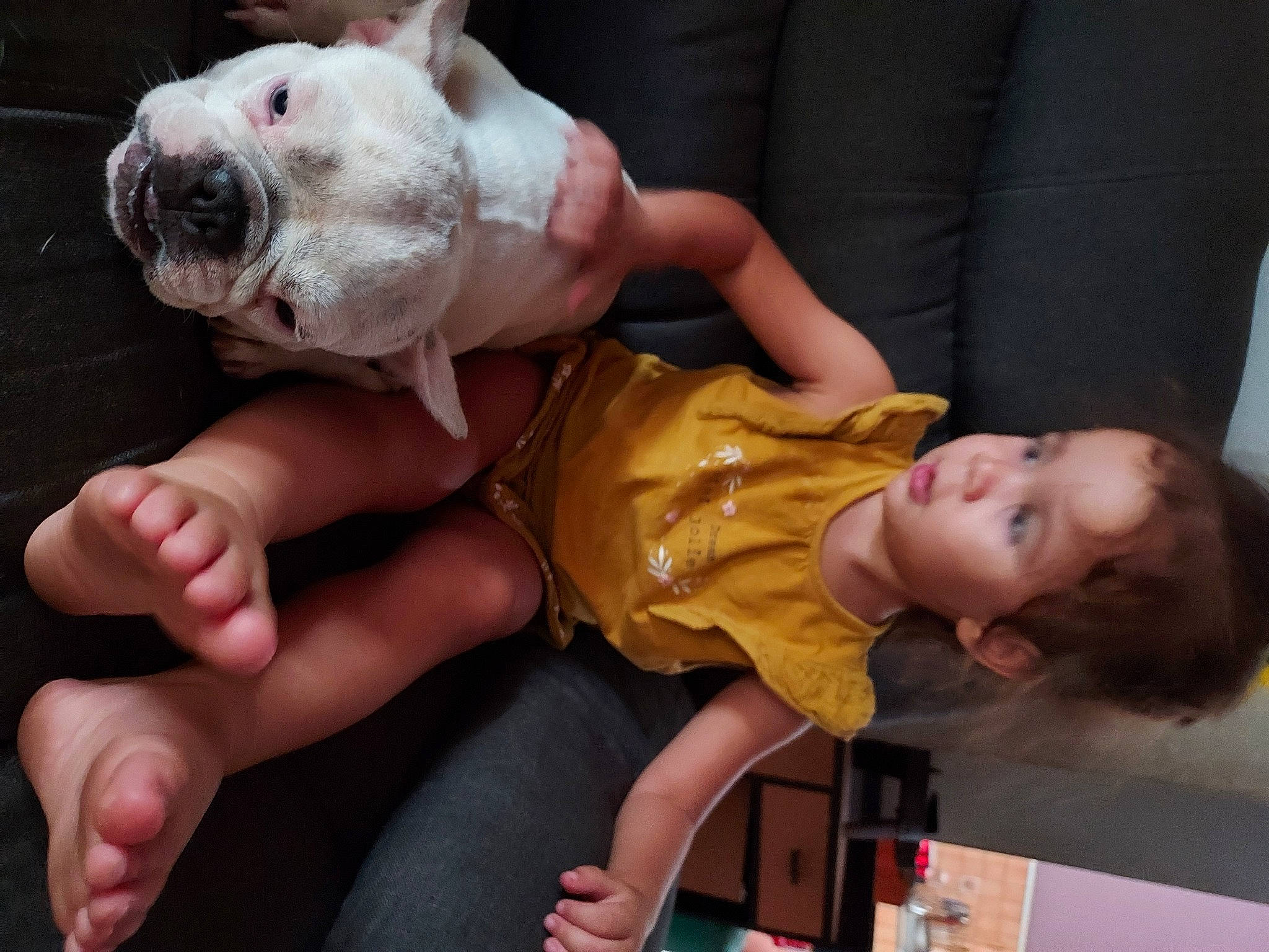 Mia a rejoint le concours — aidez-le/la à gagner de superbes lots ! bulldog, carnivore, child, comfort, companion_dog, couch, dog, dog_breed, foot, human_leg, lap, molosser, nail, sitting, skin, thigh, thumb, toddler, white_english_bulldog, wrinkle