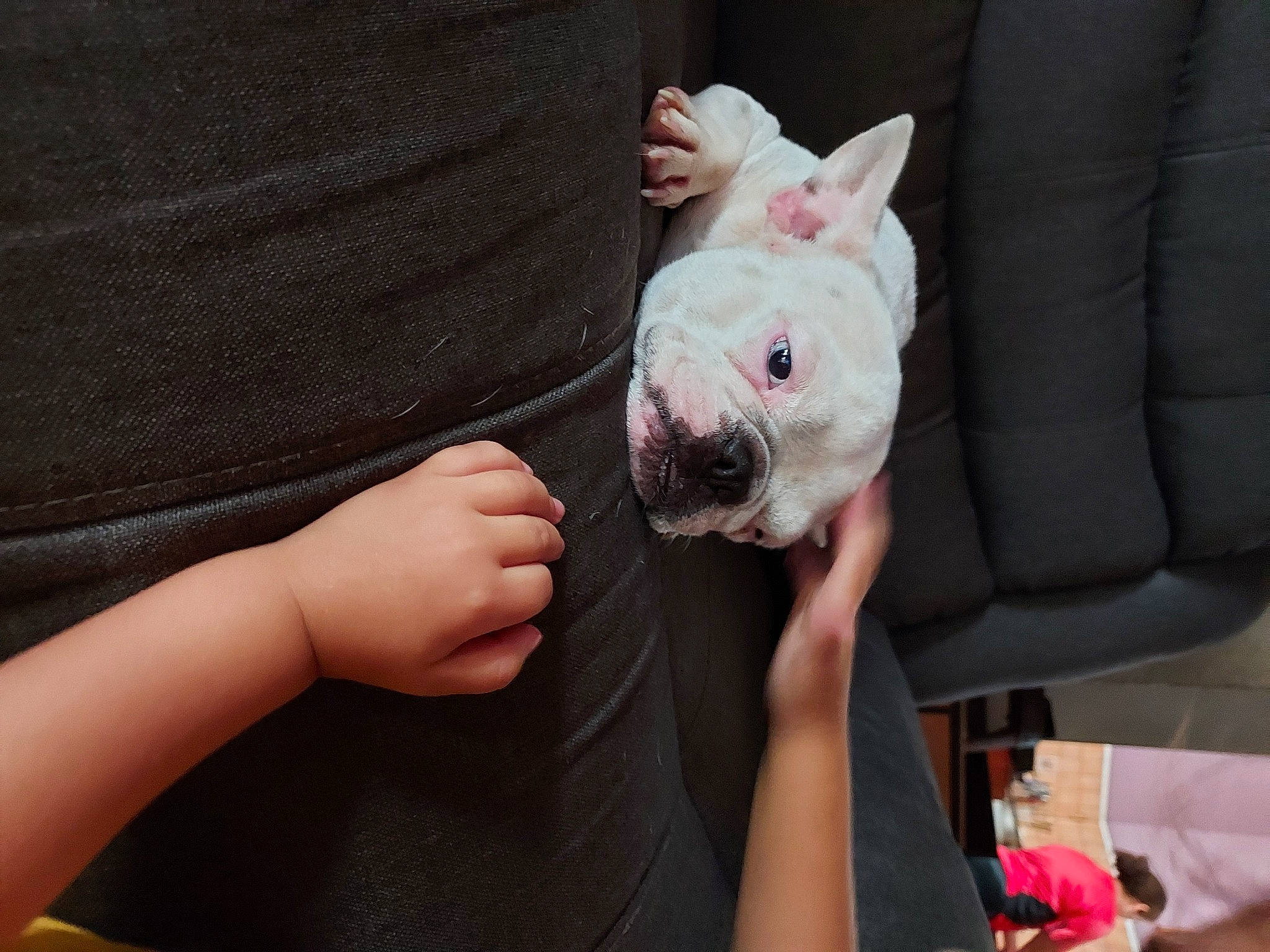 Mia participe au concours pour gagner de l'argent avec cette photo : bulldog, canidae, carnivore, comfort, companion_dog, dessert, dog, dog_breed, ear, fawn, finger, french_bulldog, hand, nail, snout, sporting_group, terrestrial_animal, toy_dog, whiskers, wrinkle