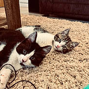 Vinnie joined the competition — help win amazing prizes! cat, kitten, carpet, indoor, black_and_white_cat, tabby_cat, pet, feline, floor, curious, lying_down, cord, toy, wooden_table, couch, home, cozy, animal, young, cute