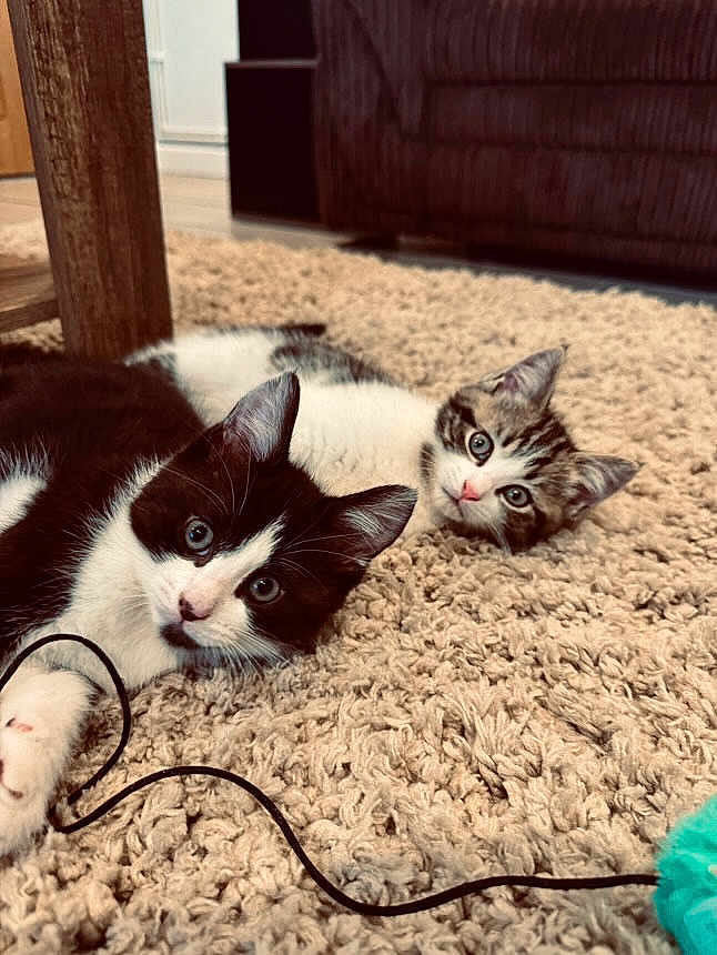 Vinnie joined the competition — help win amazing prizes! cat, kitten, carpet, indoor, black_and_white_cat, tabby_cat, pet, feline, floor, curious, lying_down, cord, toy, wooden_table, couch, home, cozy, animal, young, cute