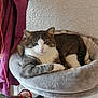 cat, gray_and_white, relaxed, cat_bed, plush, indoor, curtain, wall_texture, toy, fish_toy, wires, sleepy, feline, pet, cozy, resting, paw, nose, ear, fur