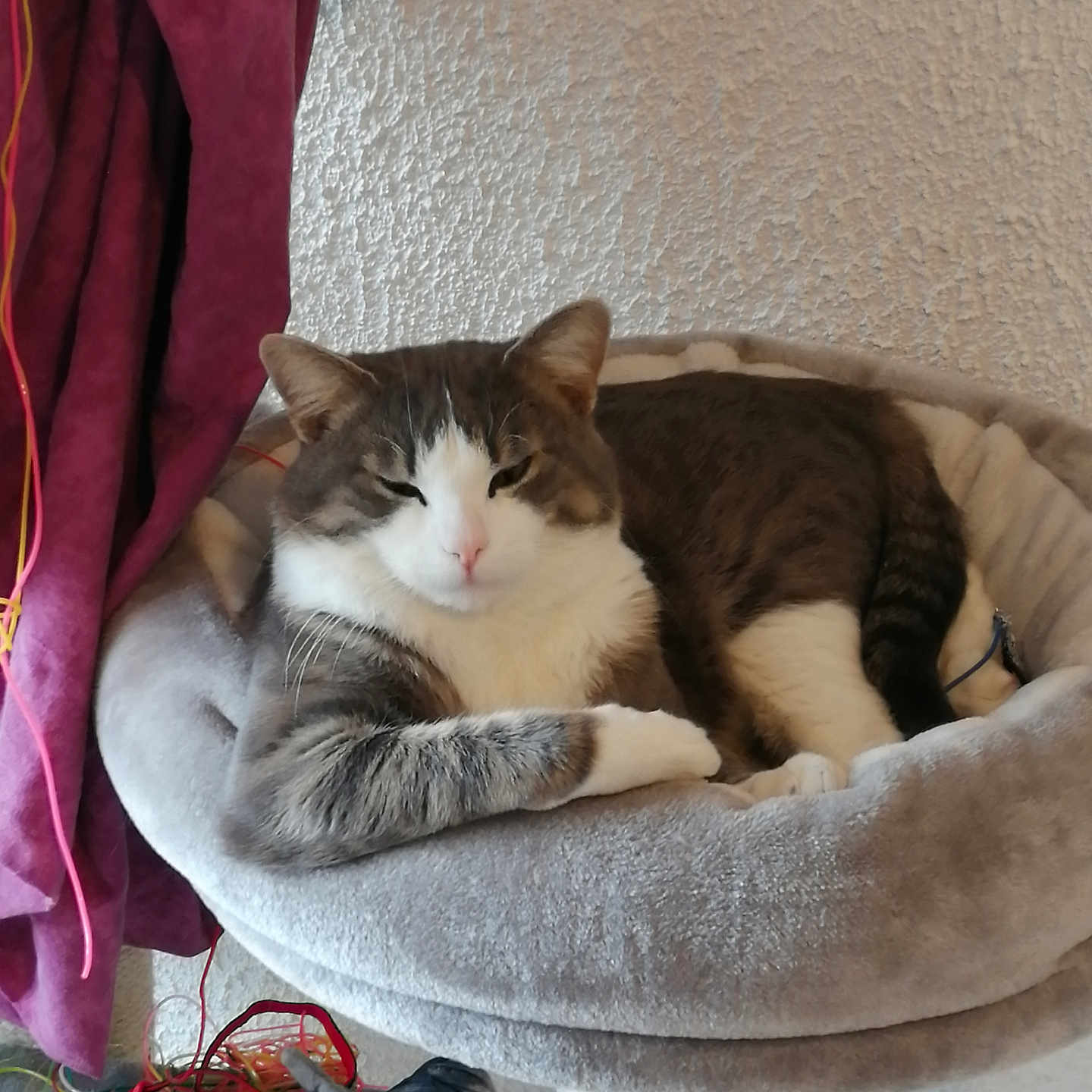 Power participe au concours pour gagner de l'argent avec cette photo : cat, cat_bed, cozy, curtain, ear, feline, fish_toy, fur, gray_and_white, indoor, nose, paw, pet, plush, relaxed, resting, sleepy, toy, wall_texture, wires