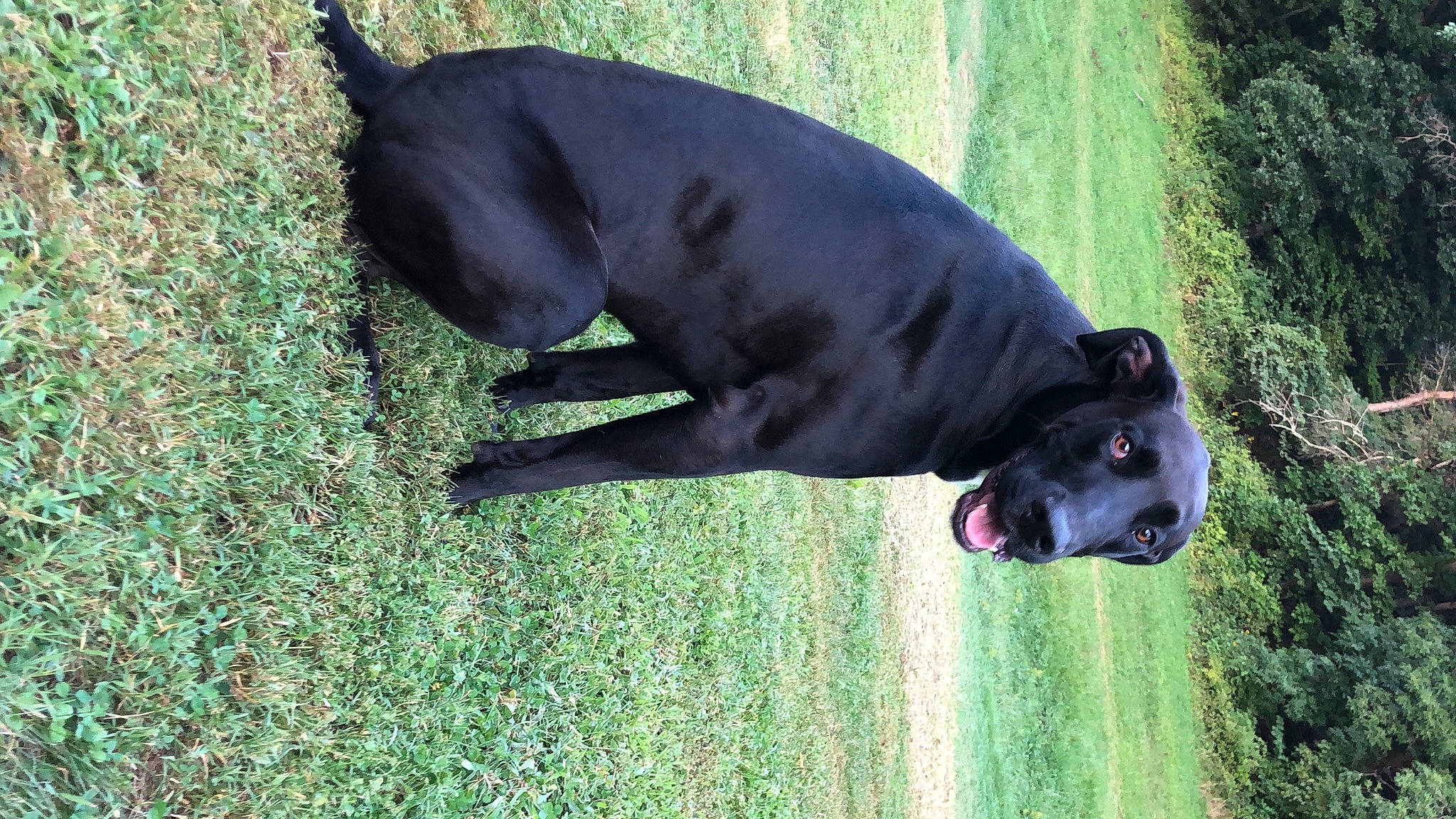 Sebastian joined the competition — help win amazing prizes! canidae, carnivore, collar, companion_dog, dog, dog_breed, dog_collar, dog_supply, fawn, grass, guard_dog, hunting_dog, non_sporting_group, plant, snout, sporting_group, tail, terrestrial_animal, working_animal, working_dog