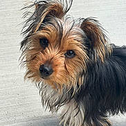 Presley is registered to the contest to win money with this photo: dog, yorkshire_terrier, small_dog, puppy, long_hair, scruffy_fur, brown_fur, black_fur, tan_fur, pet, canine, portrait, close_up, outdoor, concrete, standing, looking_at_camera, floppy_ears, black_nose, cute
