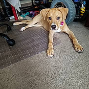 Ginger is registered to the contest to win money with this photo: dog, indoor, carpet, floor, pet, animal, wheel, toy, furniture, tag, brown_dog, stretching, relaxed, paw, pink_tag, cozy, home, living_room, curious, laying_down