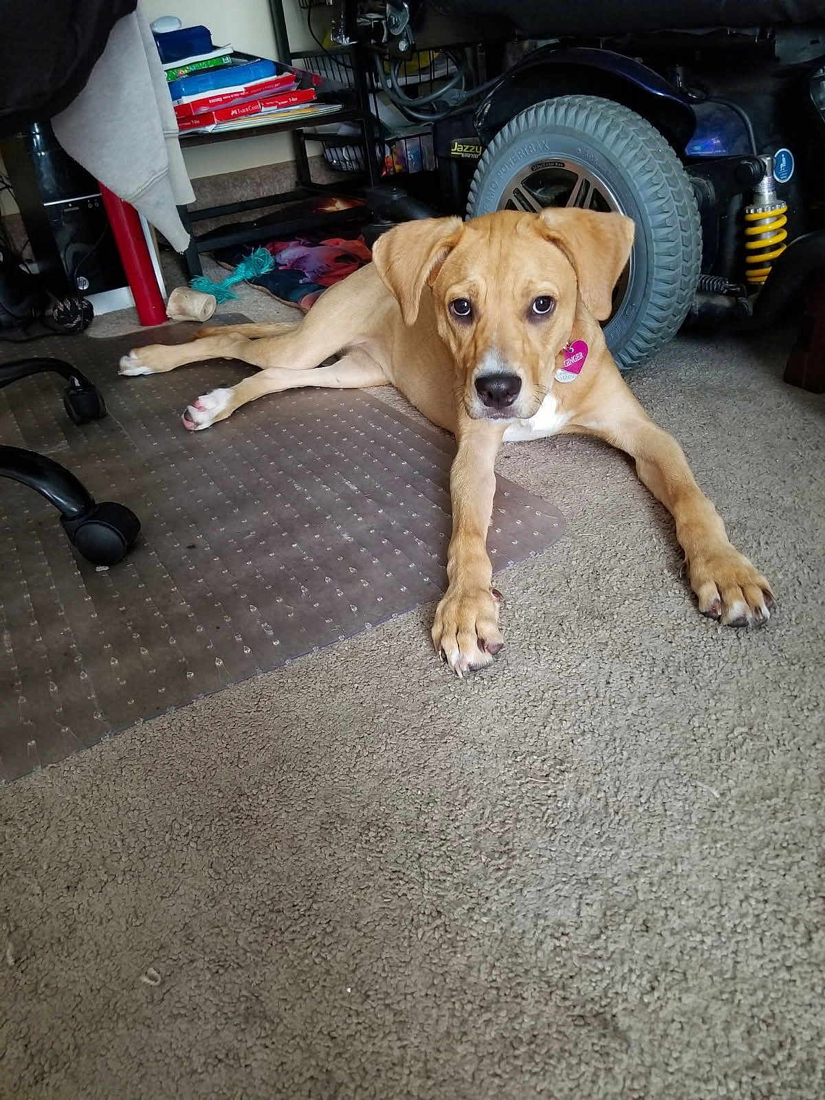 Ginger is registered to the contest to win money with this photo: dog, indoor, carpet, floor, pet, animal, wheel, toy, furniture, tag, brown_dog, stretching, relaxed, paw, pink_tag, cozy, home, living_room, curious, laying_down