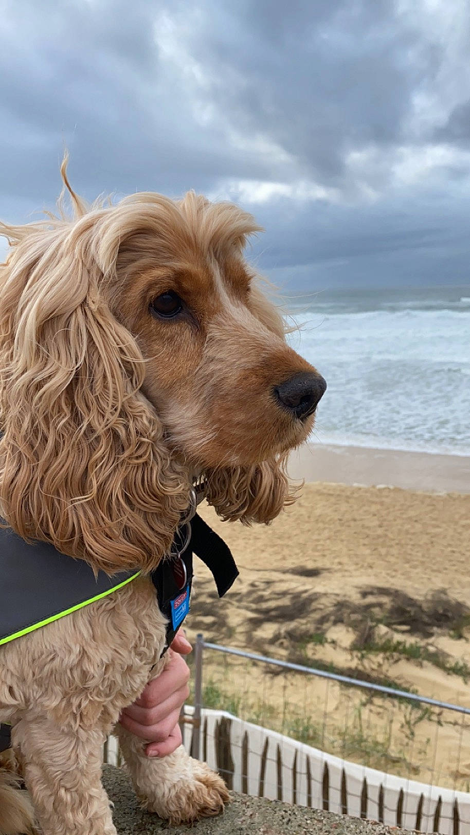 Lover participe au concours pour gagner de l'argent avec cette photo : beach, canidae, carnivore, cloud, collar, companion_dog, dog, dog_breed, dog_collar, dog_supply, fence, fur, gun_dog, liver, pet_supply, sky, snout, sporting_group, water, working_animal